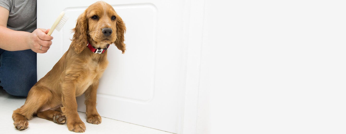 Grooming Your Puppy All Your Questions Answered Purina